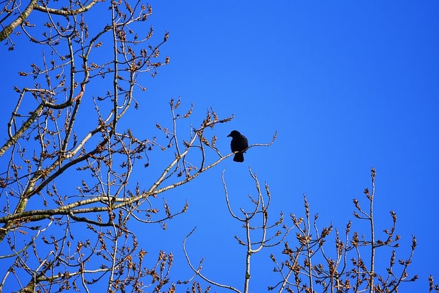 Crows in Canada - Beware May and June | That Other English